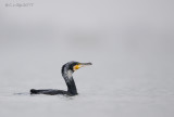 AALSCHOLVER cormorant