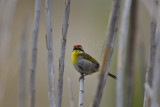 Chalk Bluff Park 5-25-13 0299.JPG