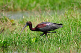 San Bernard NWR 4-12-13 0461.JPG