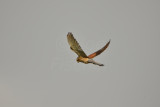 Oostvaardersplassen 6-16-13 1011.JPG