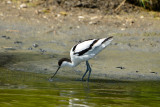 Texel 6-15-13 0726.JPG