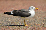 Texel 6-15-13 0863.JPG