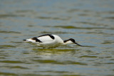 Texel 6-15-13 0781.JPG