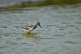 Texel 6-15-13 0810.JPG