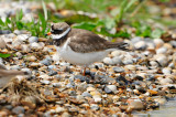 Texel NL 6-15-12 1016.JPG