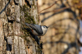 Caddo Lake SP 1-21-13 0403.JPG
