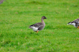 Texel NL 9-14-13 0688.JPG