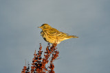 Texel NL 9-15-13 0847.JPG