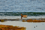 Texel NL 9-15-13 0976.JPG