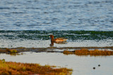 Texel NL 9-15-13 0978.JPG