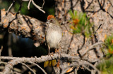Grand Teton NP 7-14-13 1238.JPG