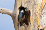 Yellowstone NP 7-17-13 2021.JPG