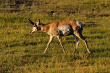 Yellowstone NP 7-18-13 2331.JPG