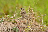 Attwater NWR 12-1-13 1062.JPG