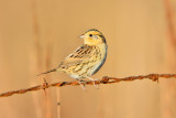 Attwater NWR 1-12-14 1363.JPG