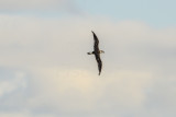 Cape Hateras Pelagic 7-25-14 0526-86.JPG