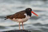 Texas City Dike 12-13-14 1455-151.JPG