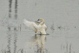 Riverlands NWR 12-23-14 522-0276.JPG