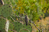 Big Bend NP 11-20-12 0207-0050.jpg