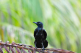 Turneffe Flats Belize 3-17-11 2260.JPG