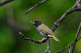 Black-faced Grassquit