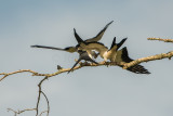 Lake Houston 6-27-15 0164-0019.jpg