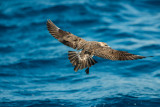 SPI Pelagic 10-10-15 0241-0015.jpg