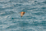 SPI Pelagic 10-10-15 0322-0018.jpg