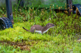 Short-tailed Weasel
