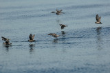 Pelagic Birding Trip 8-8-09 3494-0705.jpg