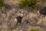 Guadalupe NP 12-8-15 0993-0148.jpg