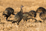 TX Panhandle 12-6-15 0374-0236.jpg