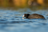 Brazoria NWR 1-10-16 0237-0014.jpg