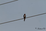 Smyrnakungsfiskare - White-throated Kingfisher (Halcyon smyrnensis)