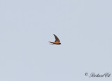 Ladusvala - Barn Swallow (Hirundo rustica transitiva)