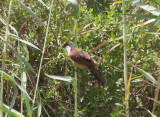 Senegalsporrgk - Senegal Coucal (Centropus senegalensis)