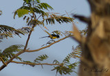 Nilsolfgel - Nile Valley Sunbird (Hedydipna metallica)