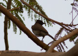 Trdgrdsbulbyl - Common Bulbul (Pycnonotus barbatus)