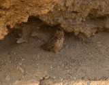 kenberguv - Pharaoh Eagle-Owl (Bubo ascalaphus)