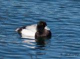 Bergand - Greater Scaup (Aythya marila)