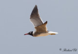 Vitgd ms - White-eyed Gull (Ichthyaetus leucophthalmus)