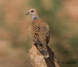 Turturduva - European Turtle-Dove (Egyptian) (Streptopelia turtur rufescens)