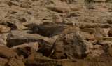 Nilvaran - Nile Monitor (Varanus niloticus)