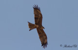 Brun glada - Black kite (Milvus migrans)