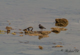 Trebandad pipare - Three-banded Plover (Charadrius tricollaris)