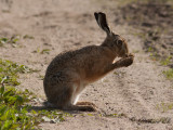 Fälthare - Brown Hare (Lepus europaeus)