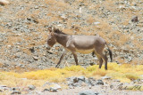 Vildsna - Nubian Wild Ass (Equus africanus africanus)