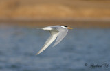 Iltrna - Lesser Crested Tern (Sterna bengalensis)