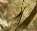 Halsbandsflugsnappare - Collared Flycatcher (Ficedula albicollis)