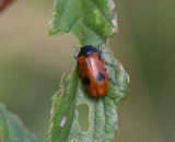 Säckbagge (Clytra quadripunctata)